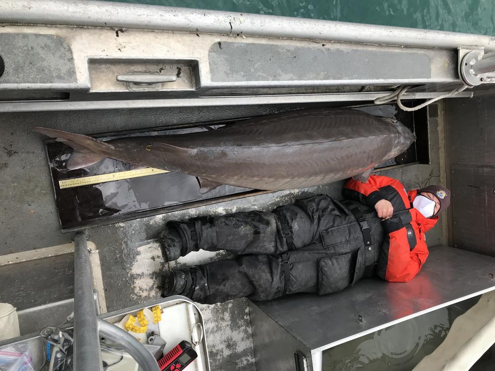 Jennifer Johnson, a member of the U.S. Fish and Wildlife Service survey crew, lies down beside a massive lake sturgeon that was pulled from the Detroit River last week. The sturgeon was tagged with a microchip and released back into the river.