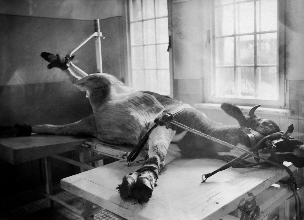In 1900, a young cow is tied onto a table waiting for the extraction of pox sore to be used for vaccines for smallpox.