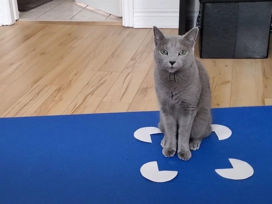 Ash the cat selects the Kanizsa square stimulus — in other words, the illusion of a square — in a new study in which pet owners provided the data.