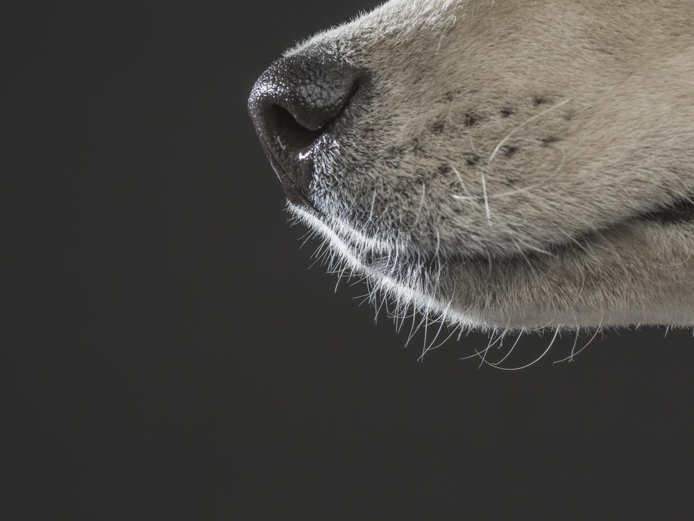 Scientists once compared the abilities of humans versus canines in tracking a trail of chocolate essential oil laid down in an open field. Though the humans weren't nearly as proficient as the dogs, they did get better with practice.