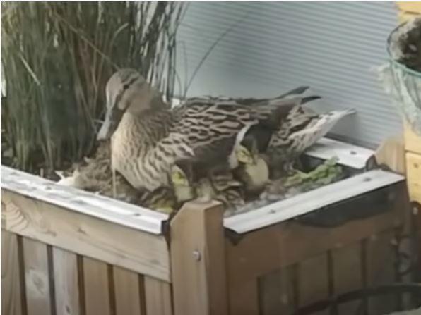 Mrs. Mallard returned to Steve Stuttard's ninth story balcony this year to lay her eggs. Stuttard kept watch and helped make sure that all 11 ducklings made it down to the water where they happily swam away with Mrs. Mallard.