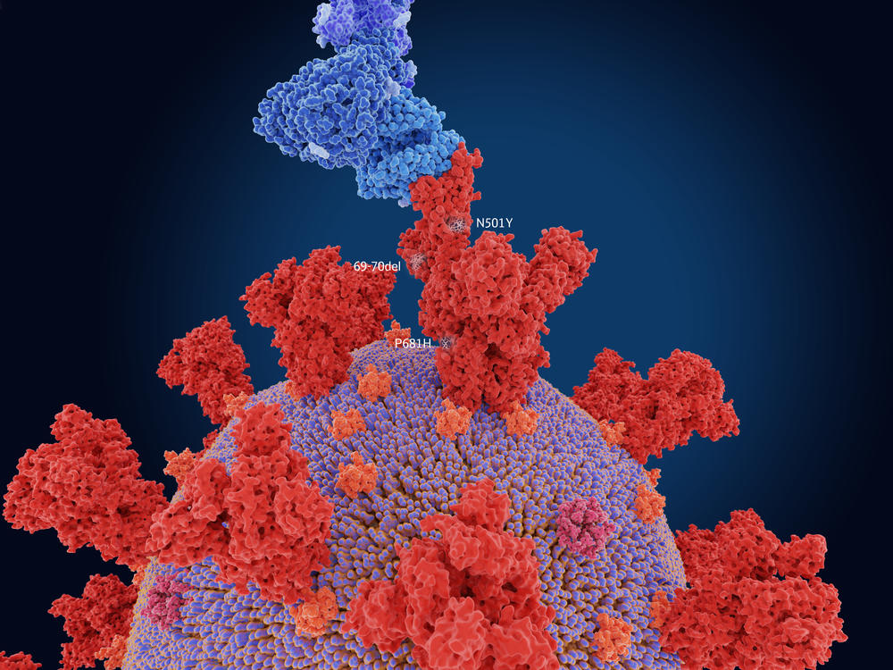 The numerals in the illustration show the main mutation sites of the B.1.1.7 variant first detected in the U.K., which is more transmissible than other variants. Here, the virus's spike protein (red) is bound to a human cell (blue).