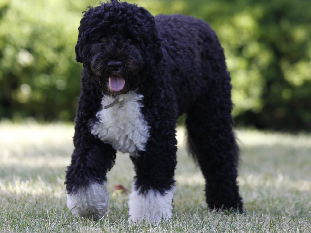 Bo, a Portuguese water dog and the family pet of President Barack Obama, is seen in the Rose Garden of the White House in Washington.