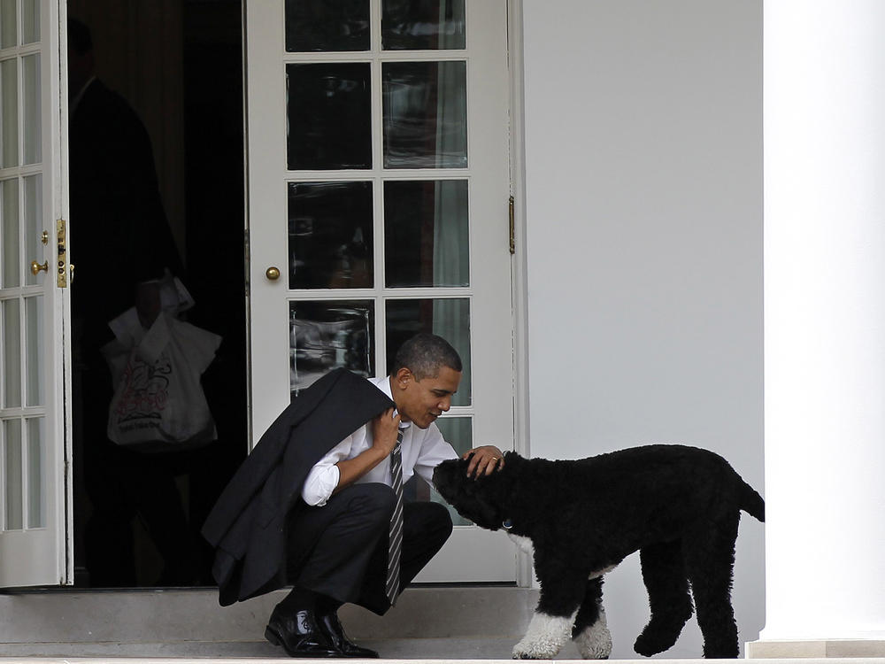Then-President Barack Obama pets the family dog Bo outside the Oval Office of the White House.