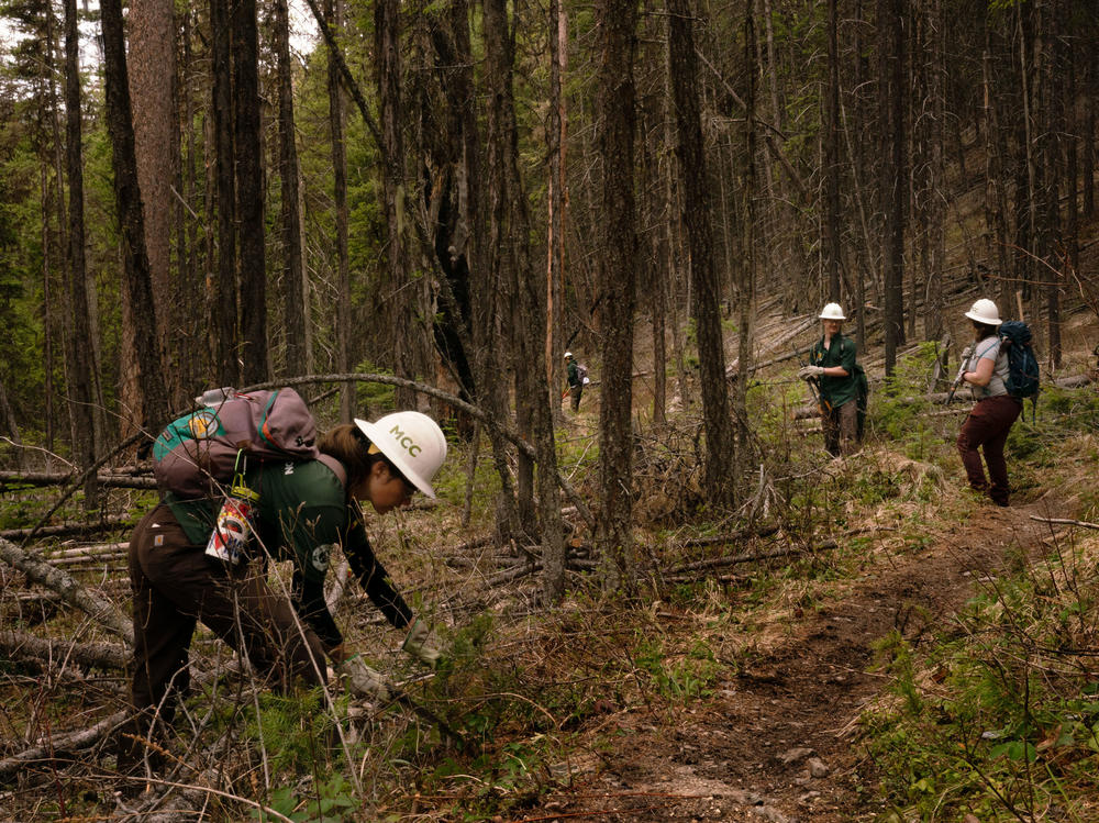 Members of the Montana Conservation Corps (MCC) work on trails near Tally Lake in northwestern Montana. President Biden wants to retool and relaunch one of the country's most celebrated government programs: the Civilian Conservation Corps. MCC crews are already doing some of the work envisioned in Biden's climate proposal.