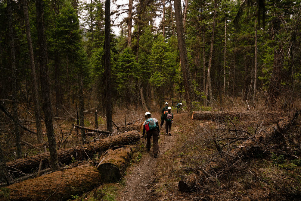 Members of the Montana Conservation Corps work on trails near Tally Lake.