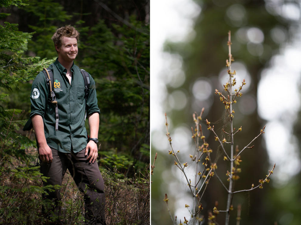 Ohioan Joe Spofforth (left) and others were motivated to join the Montana Conservation Corps, in part, by the COVID-19 pandemic. A budding tree (right) appears near a trail to Tally Lake.