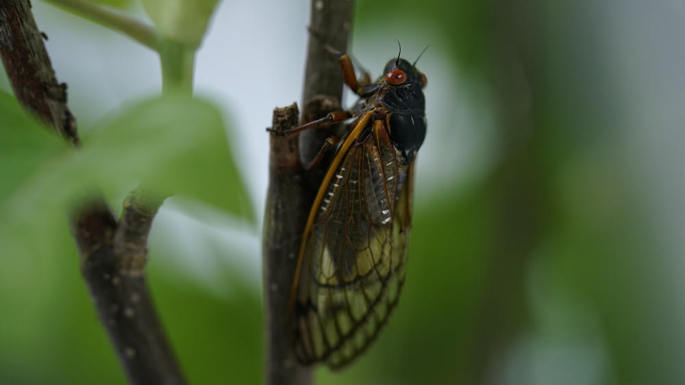 An adult cicada is seen on May 6, 2021.
