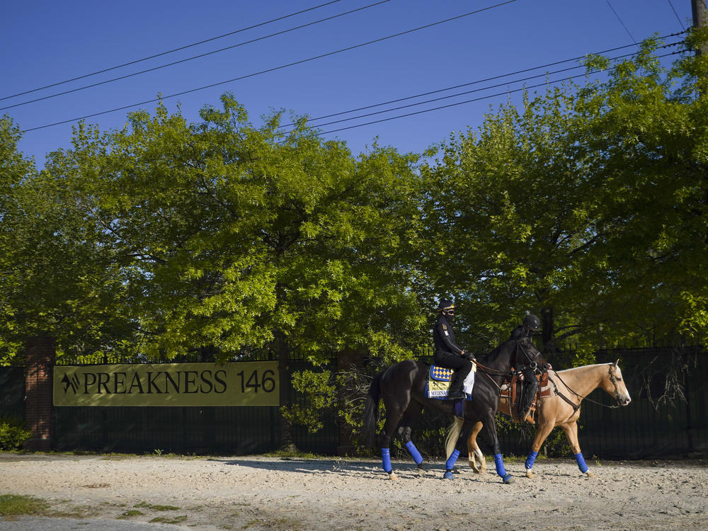 Kentucky Derby winner — for now — Medina Spirit, left, walks the track at Pimlico in Baltimore ahead of Saturday's Preakness Stakes.