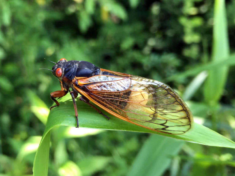 A small number of cicadas become infected by a fungus called <em>Massospora</em>,<em> </em>which causes the production of cathinone — an amphetamine.