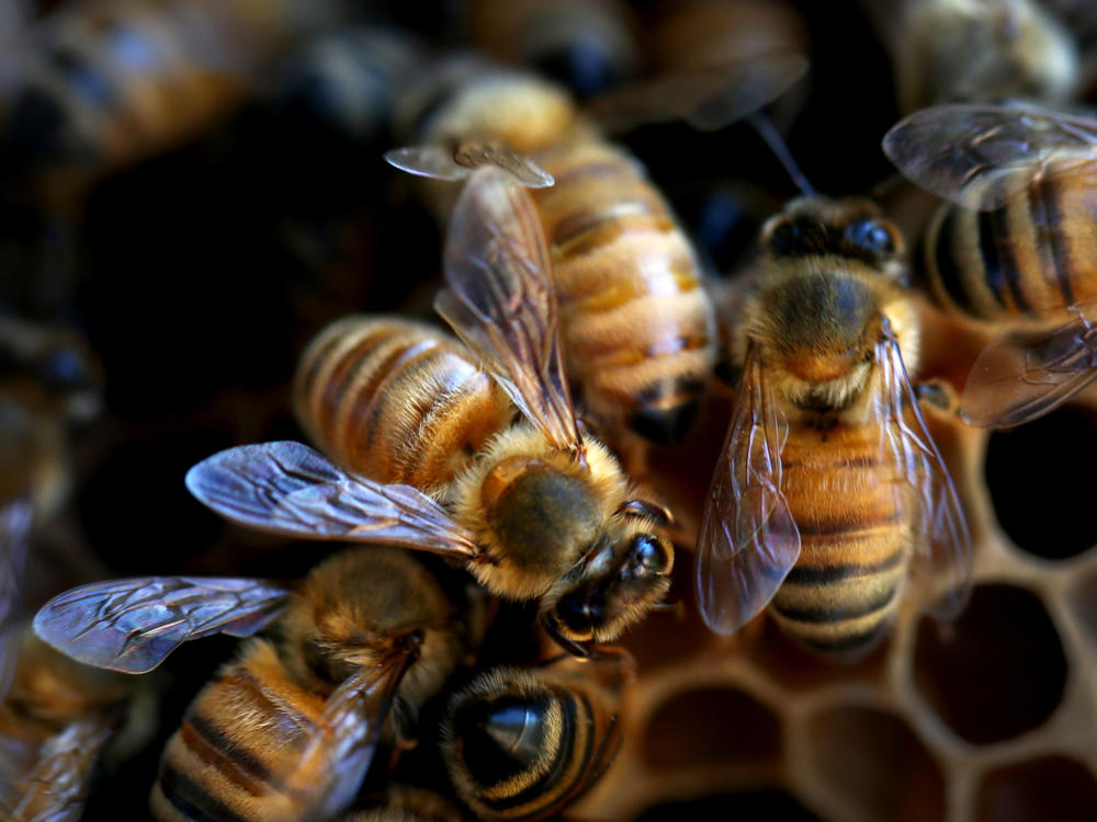 Bees are seen on a honeycomb cell at the BEE Lab hives at the University of Sydney on May 18, 2021. The U.N. has designated May 20 as World Bee Day.