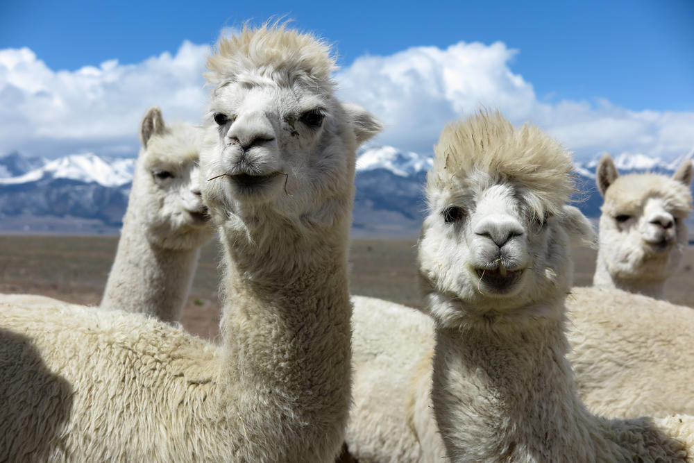 Several alpacas look up between taking in mouthfuls of hay at the Tenacious Unicorn Ranch on April 27. More than 150 alpacas live on the ranch, as well as about two dozen sheep.