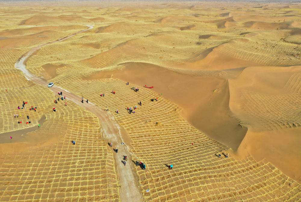 Residents plant haloxylon amendron in a sand barrier net in Gansu province on March 12, 2021.