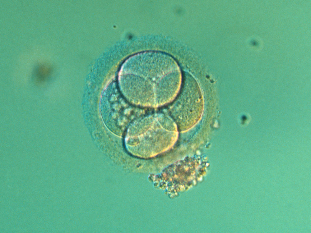 New guidance would ease restrictions on researching embryos in the lab.