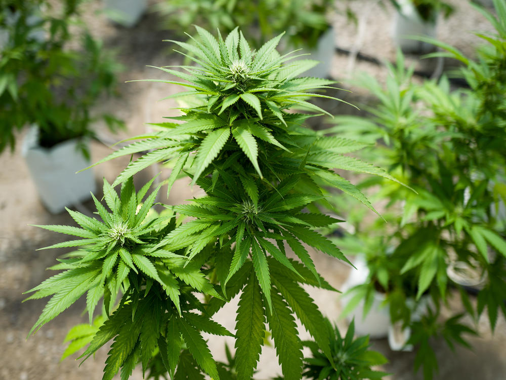 More than 30 states have medical marijuana programs — yet scientists are only allowed to use cannabis plants from one U.S. source for their research. That's set to change, as the federal government begins to add more growers to the mix.