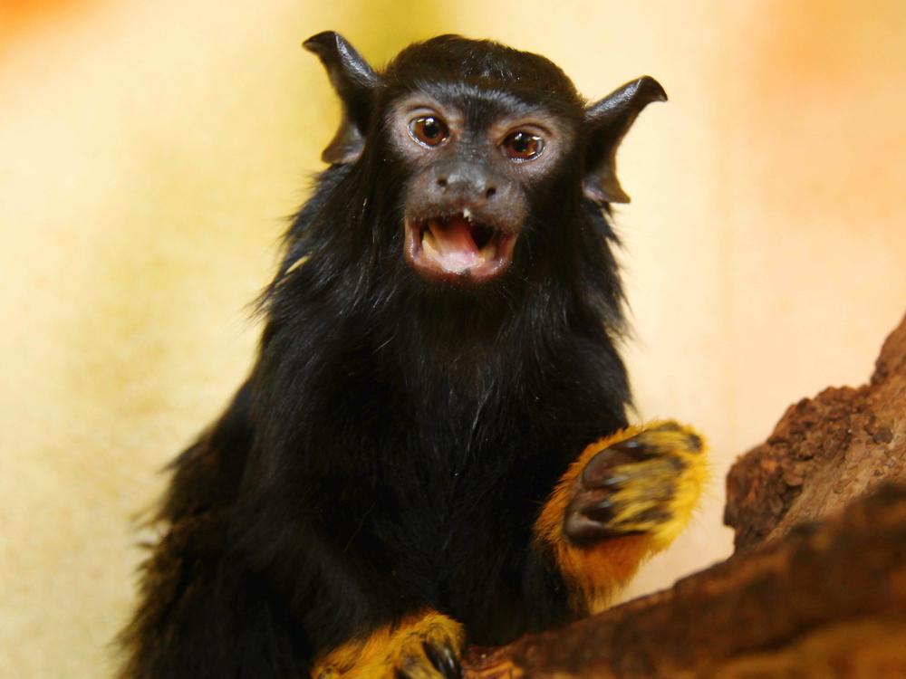 A young, red-handed tamarin monkey. Some of these monkeys are changing their vocal call to better communicate with another species of tamarin.