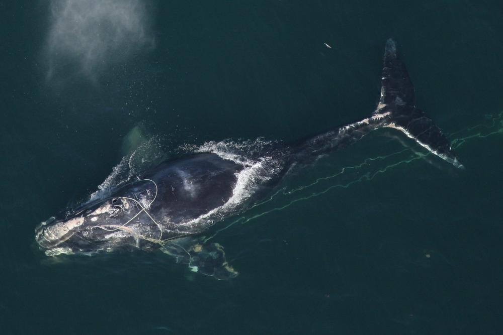 A North Atlantic right whale that a team of state and federal biologists assisted in disentangling. Since 2017, 46 individual right whales have been found dead or seriously injured. This represents more than 10% of the population, <a href=