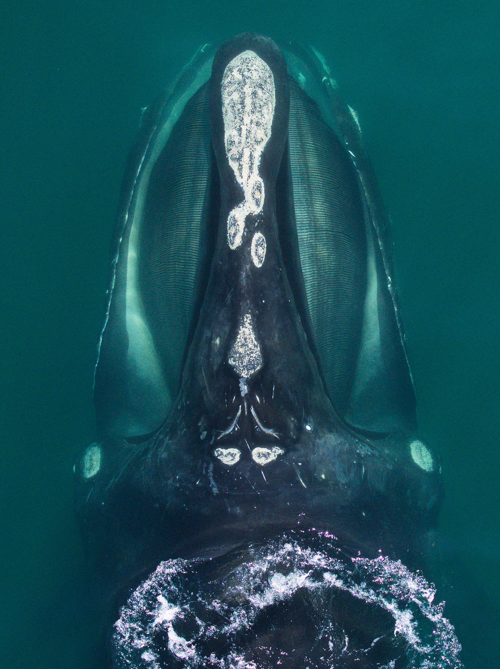 A North Atlantic right whale in Cape Cod Bay. The callosity patterns on each whale's head are unique and allow for identification, along with tracking of impacts such as entanglements and vessel strikes, reproductive histories, and ages of individual whales.
