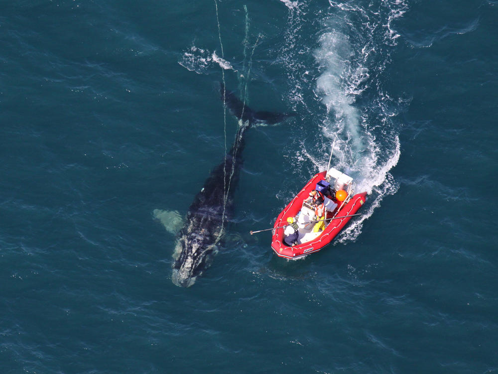 Scientists from NOAA Fisheries Service approach a young North Atlantic right whale in order to disentangle it. New research shows whales with severe entanglements in rope and fishing gear are experiencing stunted growth, and body lengths have been decreasing since 1981.