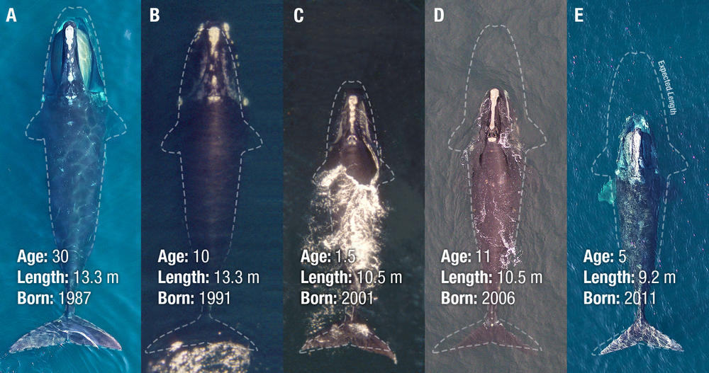 A photo illustration demonstrates how much shorter a North Atlantic right whale born in recent years would be compared to one born years earlier. In each image, the outline shows how long researchers expected each whale to be had it been born in 1981. 