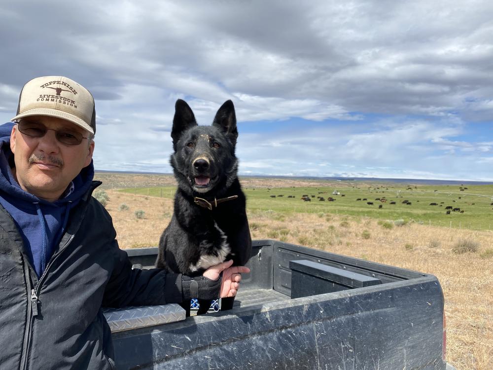 Gary Hess and his cattle dog Buddy watch over one of his herds from an overlook. The drought has forced Hess to sell 70 mother cows with calves because he has no grass to keep them.