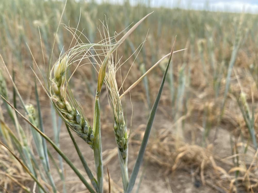 Curled heads of wheat show the drought damage on Nicole Berg's ranch in southeast Washington state.