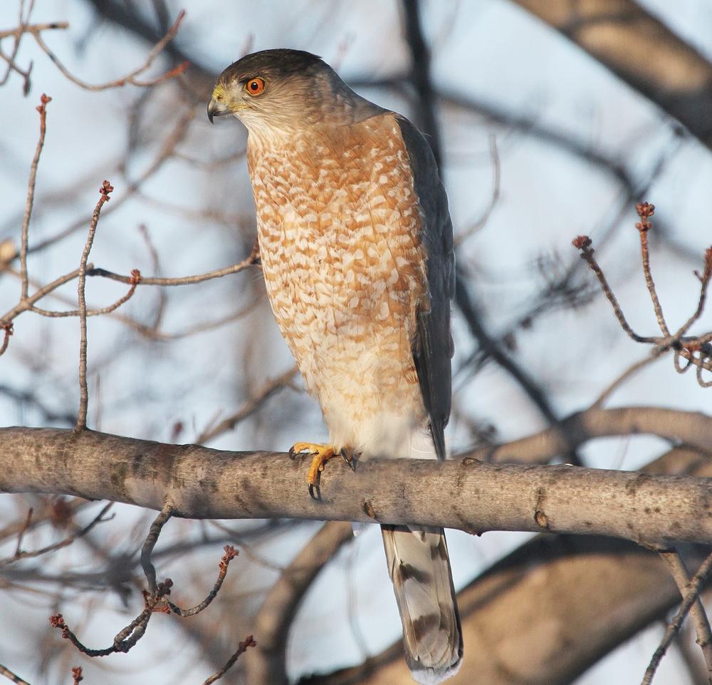 Cooper's Hawk perched on  tree on Feb. 11, 2014, in Ottawa County, Ohio.