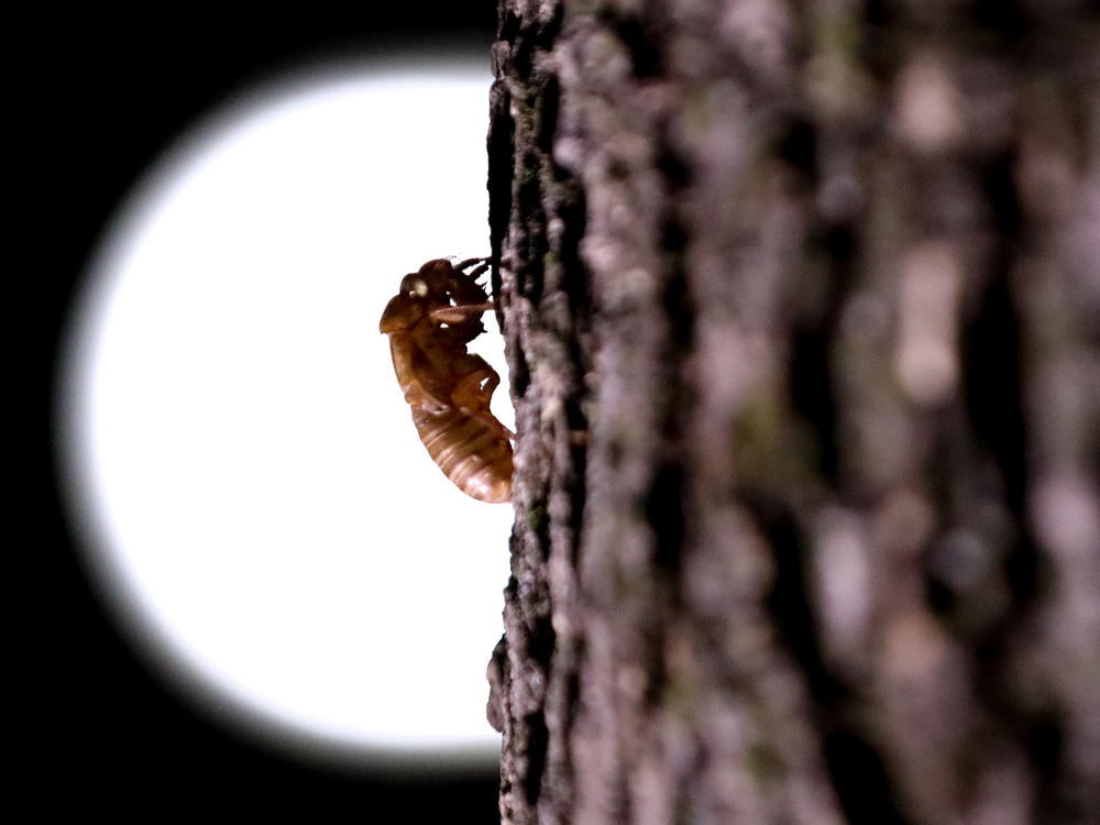 A cicada that have been living underground reemerges in Washington in May.