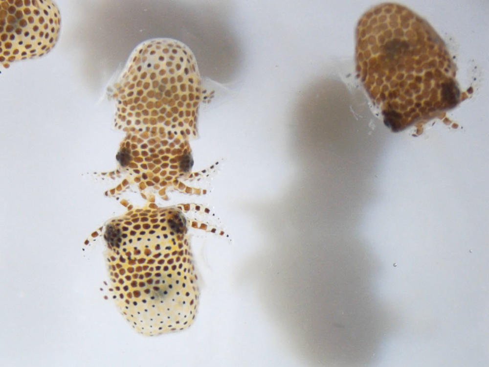 Scientists will study whether microgravity has an impact on the relationship between newly hatched bobtail squid and their symbiotic bacterium.