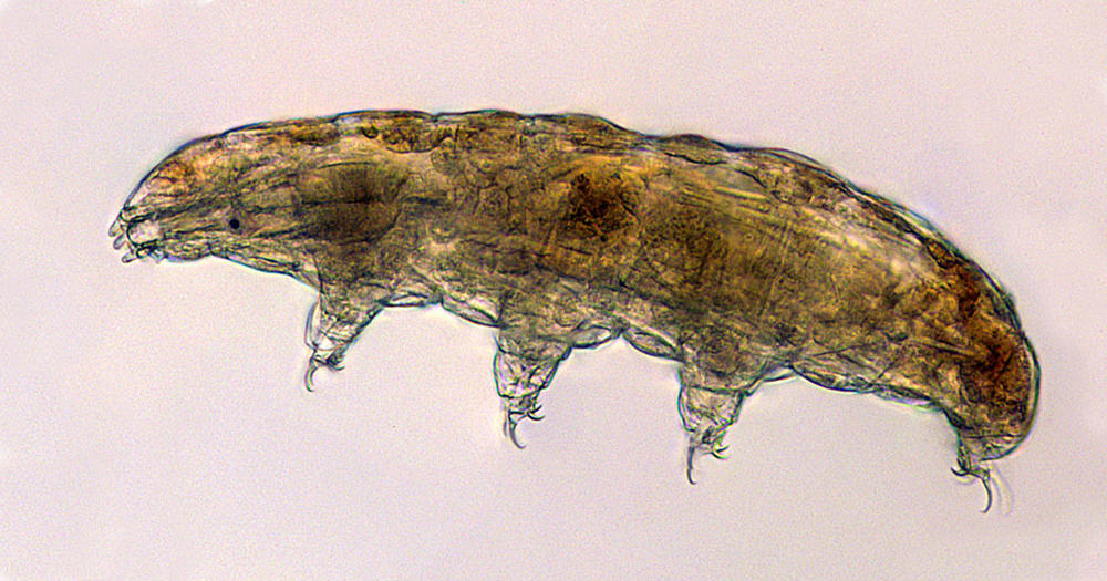 Water bears are basically indestructible, making them, according to NASA, the perfect test subjects for an experiment about the effects of spaceflight on biological survival.
