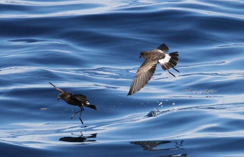 Wilson's Storm-Petrel at the edge of the Gulf Stream east of Cape Hatteras, N.C., on Aug. 8, 2015,