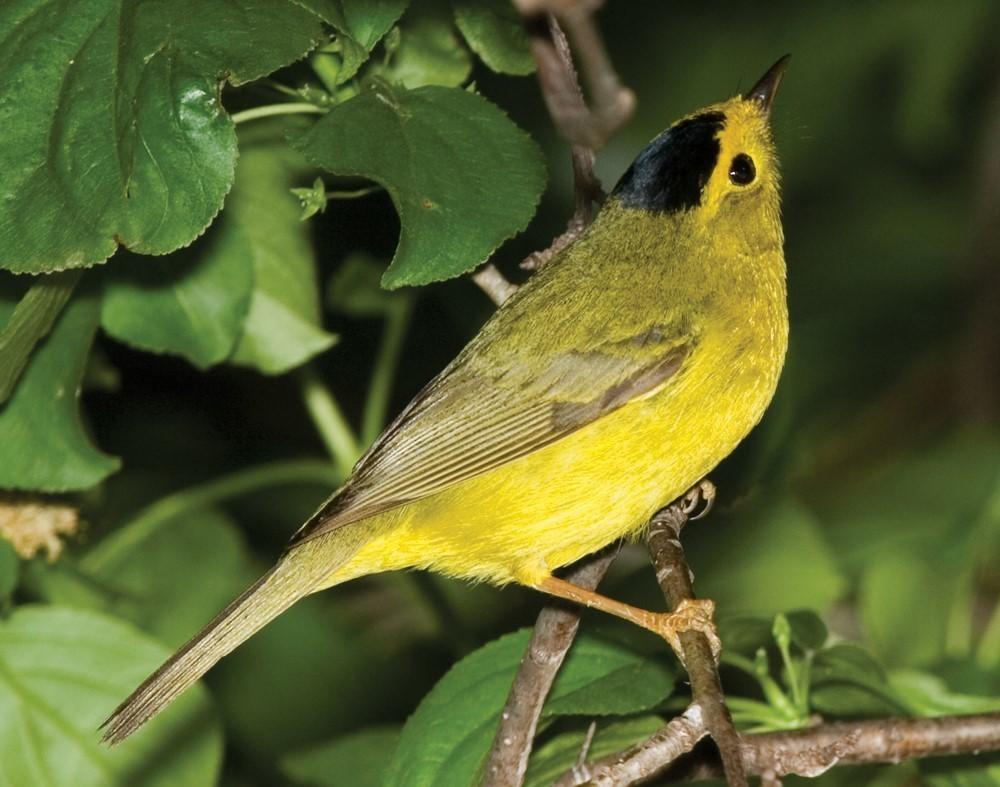 A Wilson's Warbler captured on May 14, 2007, in Lucas County, Ohio.