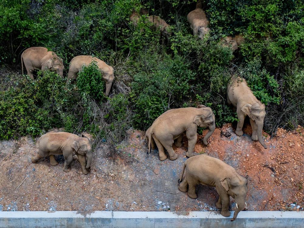 Authorities are tracking 15 wild Asian elephants in southwest China's Yunnan Province as the herd migrates north.