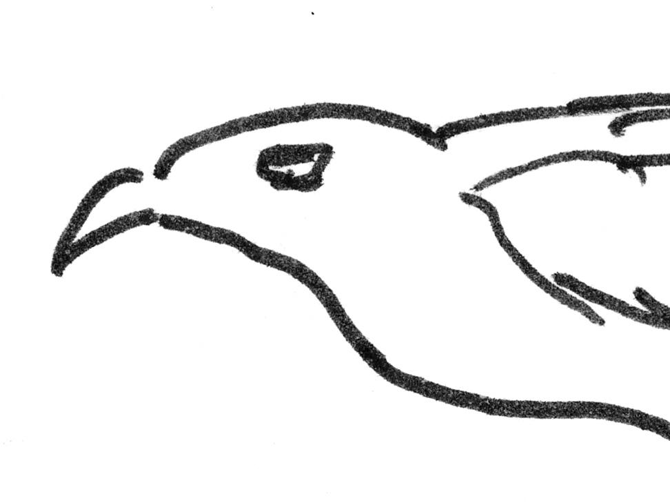 Hebe Uhart's drawing of a chimango bird, from <em>Animals</em>.
