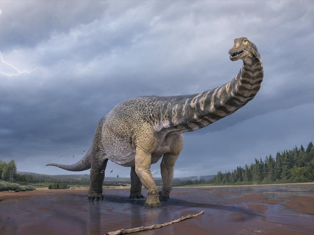 <em>Australotitan cooperensis</em> is the new species confirmed by paleontologists in Australia. It's the biggest dinosaur discovered in Australia.