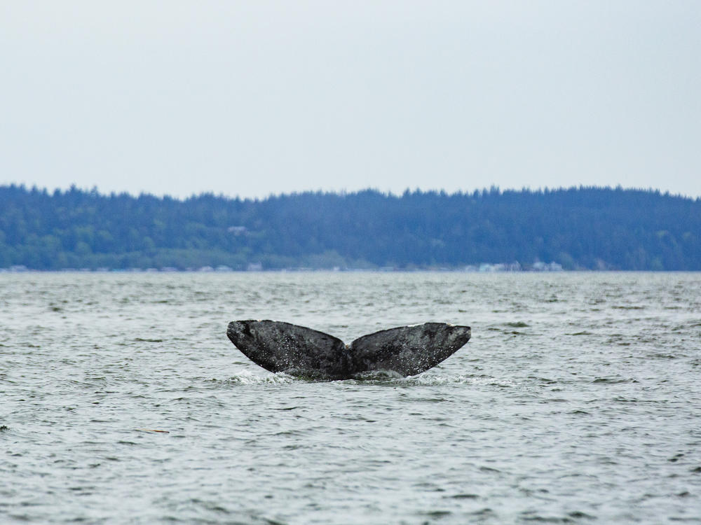 The gray whale known as Dubknuck has been coming to Puget Sound since 1991. Scientists believe a small pod of these whales has survived several die off events by developing a new feeding strategy.