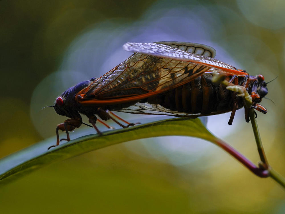 Trillions of cicadas are emerging in the U.S. Scientists say Brood X is one of the biggest for these bugs, which come out only once every 17 years.