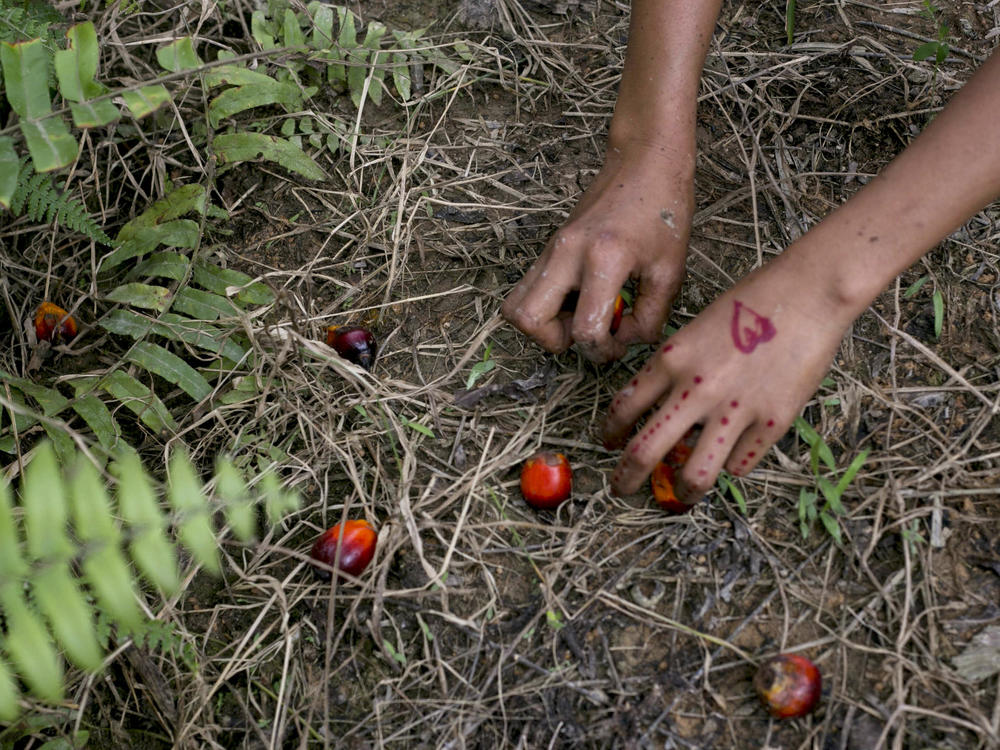 In this Nov. 13, 2017, AP file photo, a child collects palm kernels from the ground at a palm oil plantation in Sumatra, Indonesia. Indonesia is the world's largest palm oil producer.