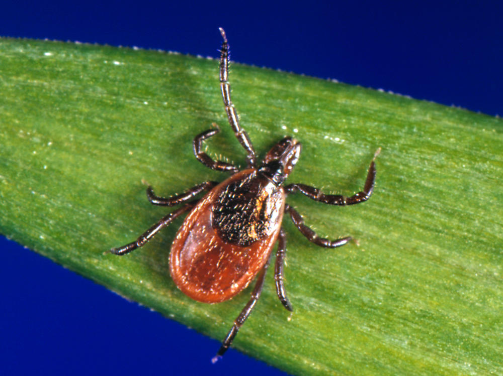 Black-legged ticks carrying the bacterium that causes Lyme have been found in the coastal chaparrals surrounding California beaches.