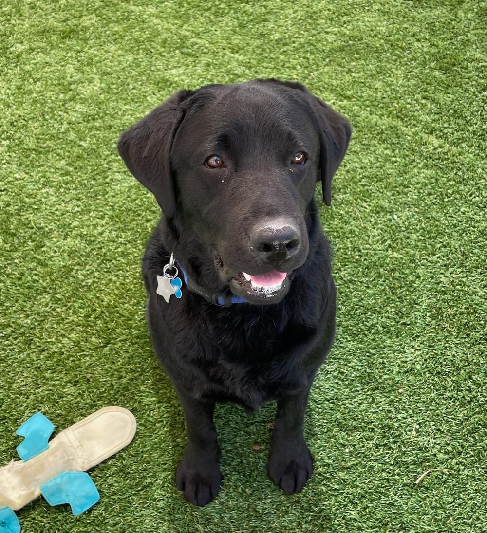 Lila, a 2-year-old black Labrador retriever, is joining the U.S. Capitol Police force as an emotional support animal.