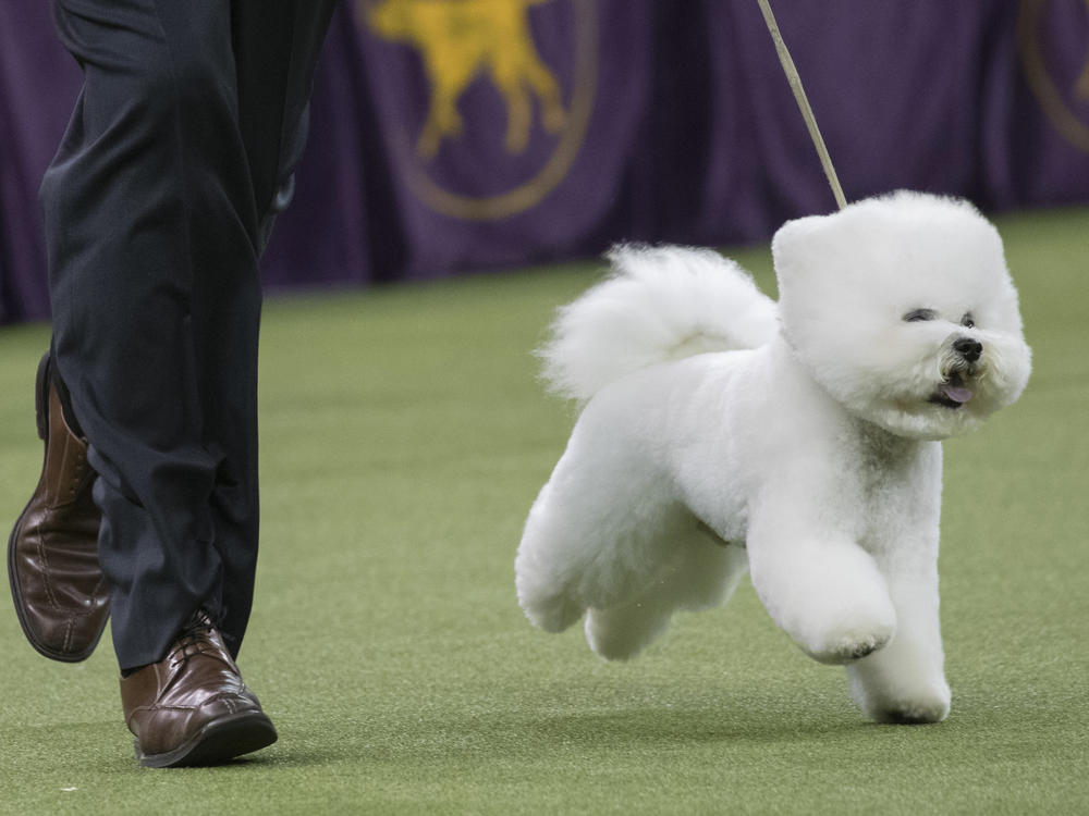 Flynn, a bichon frise, won the Best in Show competition in 2018. Here, Flynn competes.