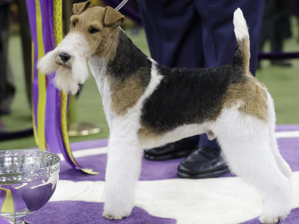 King, a wire fox terrier, poses for photographs after winning Best in Show at the 143rd Westminster Kennel Club Dog Show.