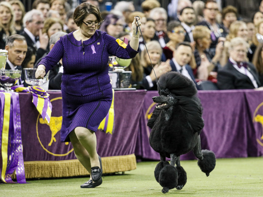 The Westminster Kennel Club Dog Show is this weekend. Here, last year's winner, standard poodle Siba, competes.