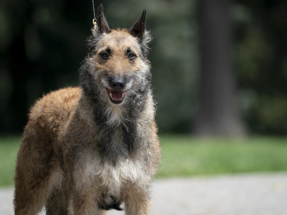 A Laekenois is the rarest of the four native dogs of Belgium.