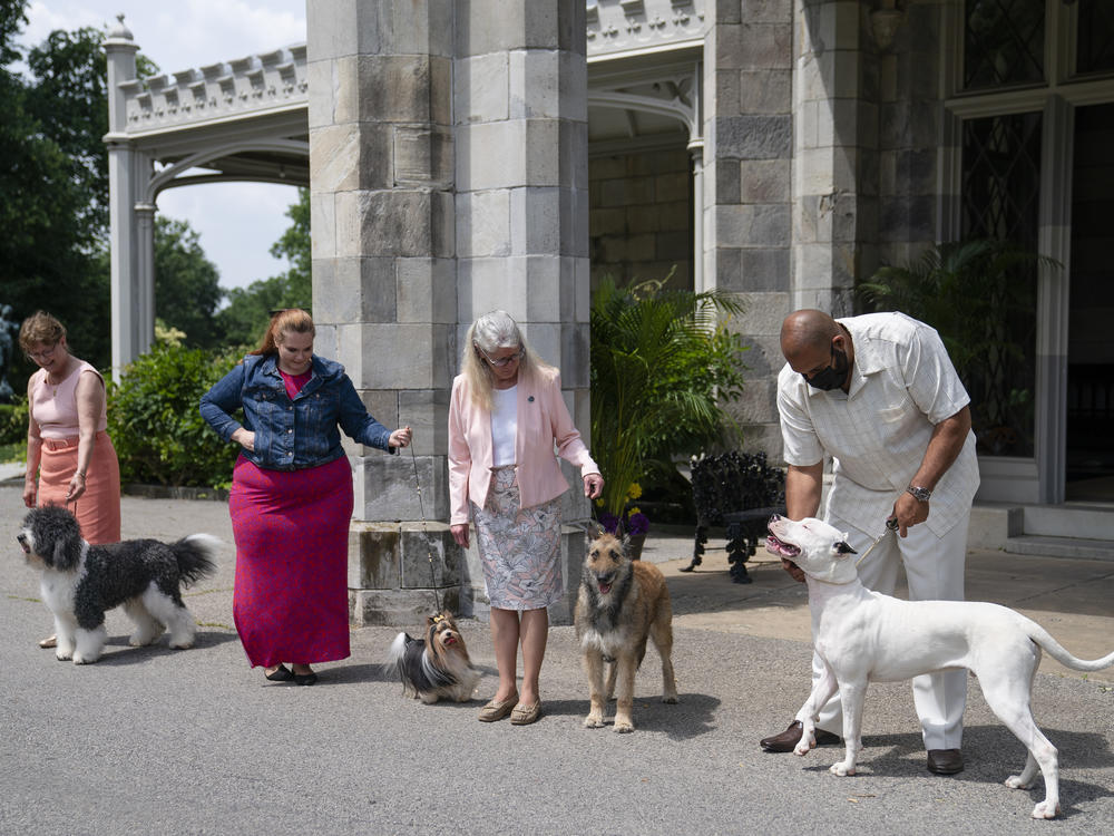 Four dog breeds are newly eligible to compete in this year's Westminster Dog Show. They are (from left) a Barbet, a Biewer terrier, a Belgian Laekenois and a Dogo Argentino.