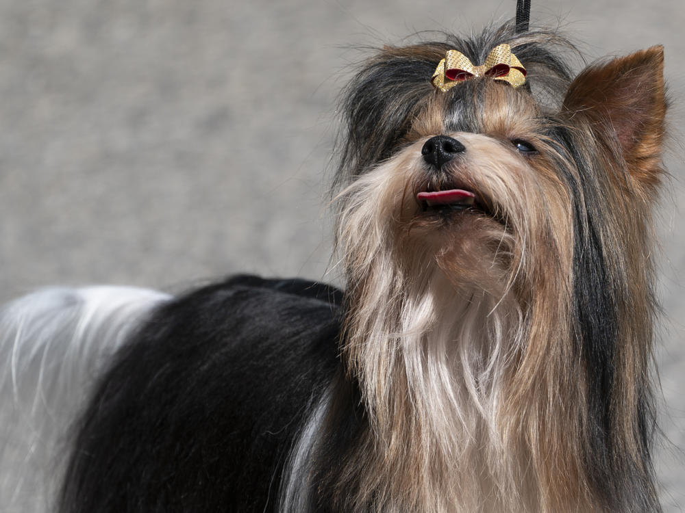 The American Kennel Club describes Biewer terriers as happy-go-lucky dogs with energetic personalities.