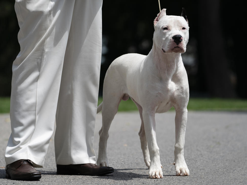 Dogo Argentinos are easily identified by their distinctive all-white coats.