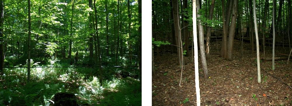 In these images showing two stands of sugar maple trees, the one on the left has not been invaded by Asian crazy worms, and the one on the right has.