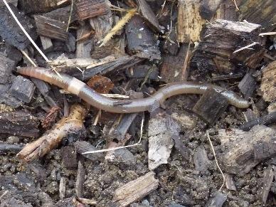 Crazy worms — an invasive species from Asia — pose a threat to forests, scientists say. The worms can thrash around so violently that they can jump out of a person's hand. They also lose their tail — on purpose.