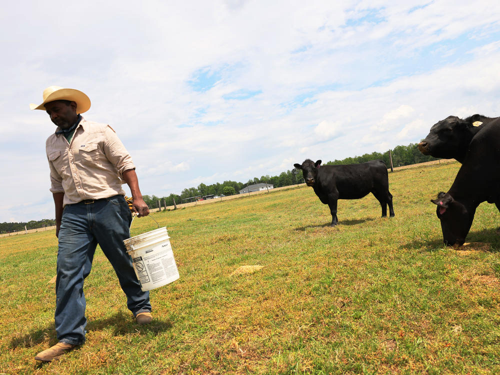 Handy Kennedy, founder of AgriUnity cooperative, feeds his cows on HK Farms earlier this year in Cobbtown, Ga. The AgriUnity cooperative is a group of Black farmers formed to better their chances of economic success.